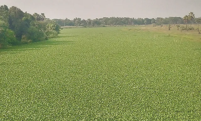 ଚିନ୍ତା ବଢ଼ାଉଛି କଲିକତି ଦଳ: ଚାଲୁନି ଡଙ୍ଗା, ବୁଡ଼ିଲାଣି ବେଉସା