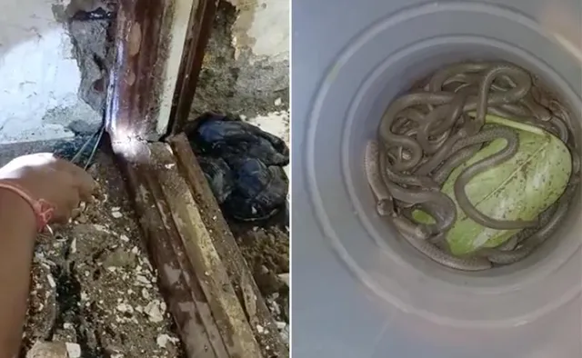 ଘରର ଦ୍ବାର ବନ୍ଧ ତଳେ ଲୁଚି ରହିଥିଲେ ୩୯ଟି ସାପ