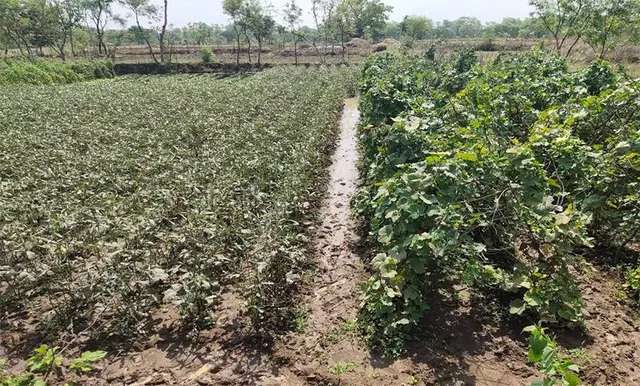 ଝଡ଼ବର୍ଷାରେ ଫସଲ ନଷ୍ଟ, ଚିନ୍ତାରେ ଚାଷୀ
