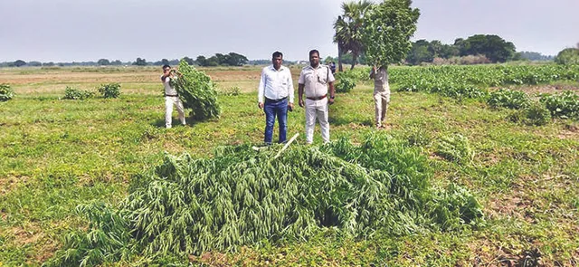 ପରିବା କିଆରିରେ ଗଞ୍ଜେଇ ଚାଷ