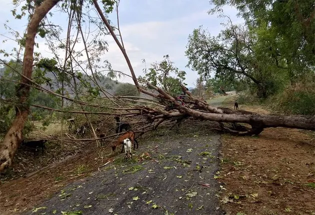 ଆମପାଣି ଅଞ୍ଚଳରେ ବର୍ଷା ଓ କରାମାଡ଼; ଗଛ ଭାଙ୍ଗିଲା, ପରିବା ଚାଷ ନଷ୍ଟ