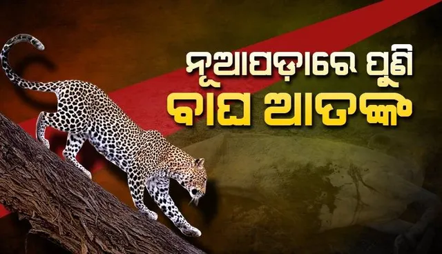 ପୁଣି ବାଛୁରୀକୁ ମାରି ଶିକାର କଲା କଲରାପତରିଆ ବାଘ