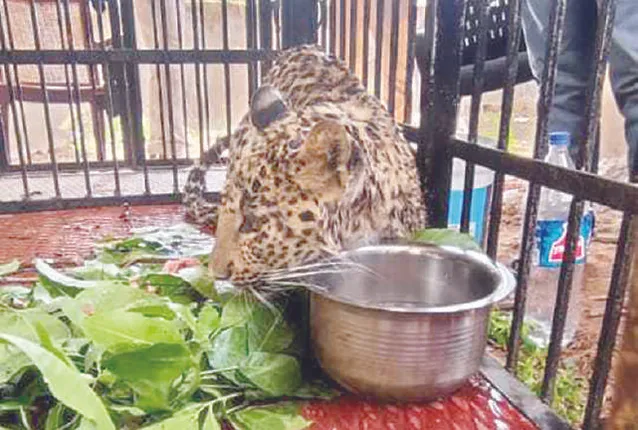 ଧରାପଡ଼ିଲା ଆତଙ୍କ ଖେଳାଉଥିବା ବାଘ