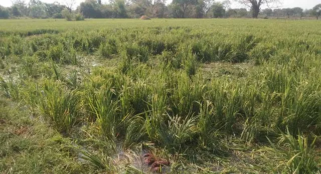 ଜଗନ୍ନାଥପୁରରେ ହାତୀ ଆତଙ୍କ, ବ୍ୟାପକ ଧାନ ଫସଲ ନଷ୍ଟ