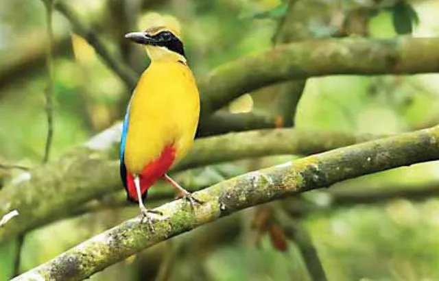 ଭିତରକନିକାରେ ୧୭୯ ବିରଳ ପ୍ରଜାତିର ‘ମ୍ୟାନ୍‌ଗ୍ରୁଭ୍‌ ପିଟା ପକ୍ଷୀ