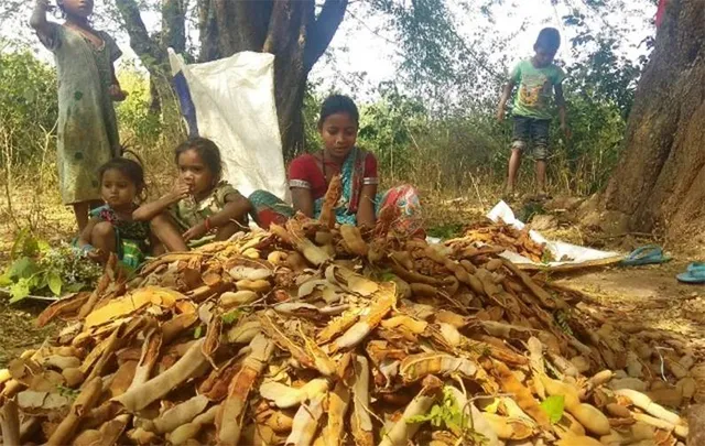 ଏପ୍ରିଲ ଶେଷ ସପ୍ତାହରୁ ତେନ୍ତୁଳି ସଂଗ୍ରହ କରିବ ଟିଡିସିସି, ଗାଁ ଗାଁରେ ଶୋଷଣର ଶିକାର ତୋଳାଳି