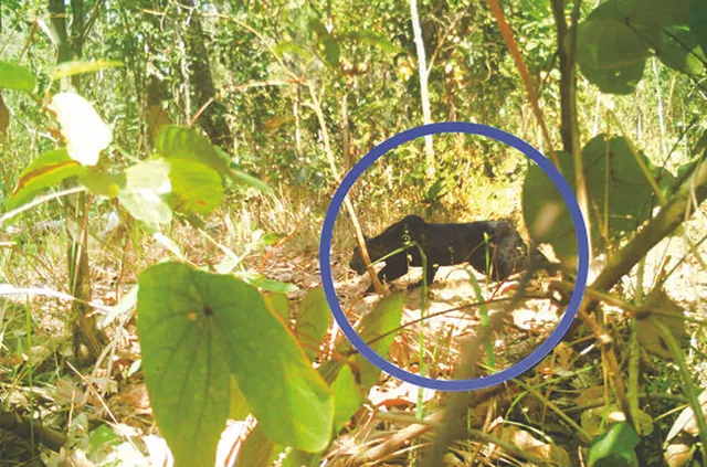 ବଢ଼ୁଛି ବନ୍ୟପ୍ରାଣୀ ଶିକାର: ଏବେ ଅଛି ତ କଳାବାଘ?