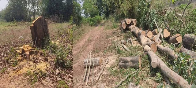 ଜଗନ୍ନାଥ ସଡ଼କ ପାର୍ଶ୍ବରୁ ଗଛ କାଟି ନେଇଗଲେ