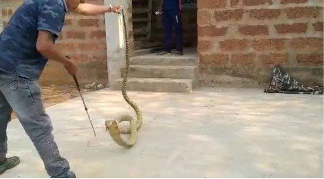 ୧୩ ଫୁଟ ଲମ୍ବ ବିରଳ ଅହିରାଜ ଉଦ୍ଧାର