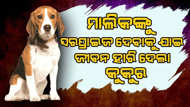 ମାଲିକଙ୍କୁ ସରପ୍ରାଇଜ୍ ଦେବାକୁ ଯାଇ ସର୍ପ ଦଂଶନରେ ଜୀବନ ହାରିଲା କୁକୁର