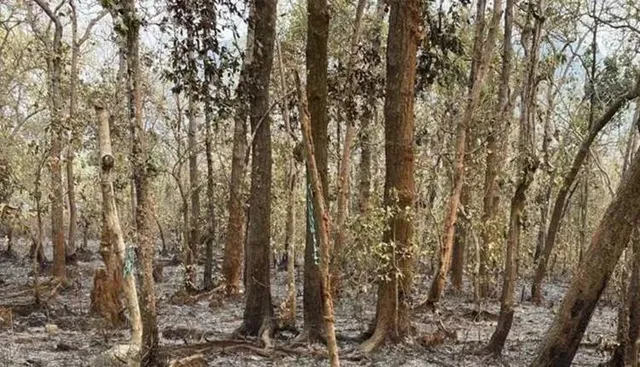 ଦେଓଦରା ଜଙ୍ଗଲରୁ ମହିଳାଙ୍କ ମୃତଦେହ ଉଦ୍ଧାର, ସ୍ବାମୀଙ୍କ ପତ୍ତା ମିଳୁନି