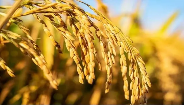 ଟାର୍ଗେଟ କମ୍‌ ଯୋଗୁଁ ଉଠିପାରୁନି ଧାନ