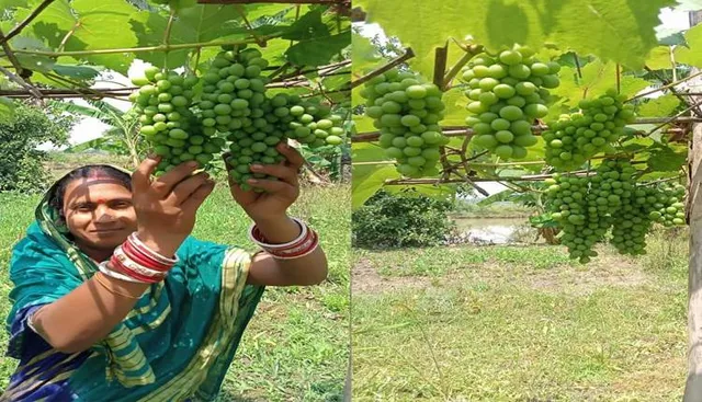 ଉଦ୍ୟାନକୃଷି କରି ସ୍ବାବଲମ୍ବୀ : ଯୁବବର୍ଗଙ୍କ ପାଇଁ ଉଦାହରଣ ସାଜିଛନ୍ତି ଅଭିମନ୍ୟୁ ଓ ଭାଗୀରଥି