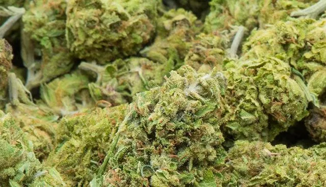 ୪ କ୍ୱିଣ୍ଟାଲ ଗଞ୍ଜେଇ ଜବତ ଘଟଣାରେ ୪ ମାମଲା