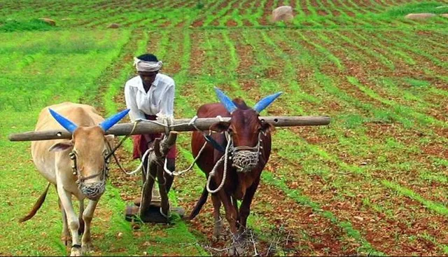 ଜଳବାୟୁ ପରିବର୍ତ୍ତନର ପରୋକ୍ଷ ପ୍ରଭାବ, ଉଜୁଡୁଛି ଭାତହାଣ୍ଡି