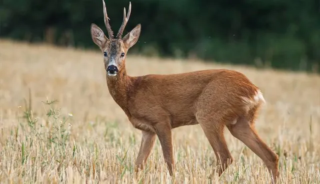 ଗଇଲଗୁଡ଼ି ଜଙ୍ଗଲରୁ ହରିଣର ମୃତଦେହ ଉଦ୍ଧାର