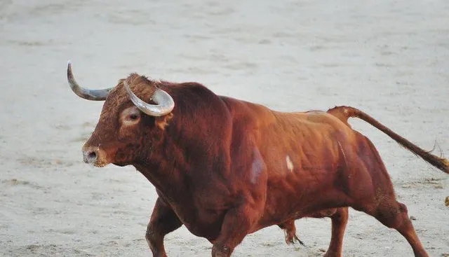 ଷଣ୍ଢ ଆକ୍ରମଣରେ ୧୧ ଆହତ