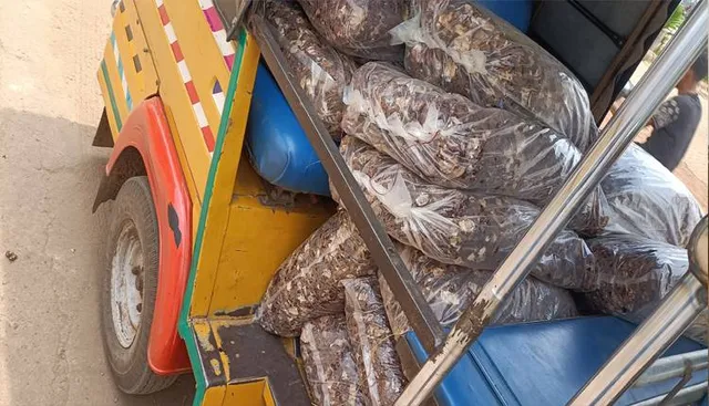 ଆଦିବାସୀଙ୍କୁ ଶୋଷୁଛନ୍ତି ଦଲାଲ, ଆନ୍ଧ୍ରକୁ ଲଘୁବନଜାତ ସାମଗ୍ରୀ ଚାଲାଣ