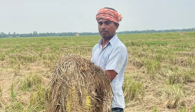 ବର୍ଷାରେ ଡାଳୁଅଧାନ ନଷ୍ଟ