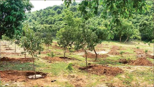 ଶିଖରଚଣ୍ଡୀ ପାହାଡ଼ର ଜୈବ ବିବିଧତା ନଷ୍ଟ ପ୍ରସଙ୍ଗ: କାଟିଥିଲେ, ଲଗାଇଲେ