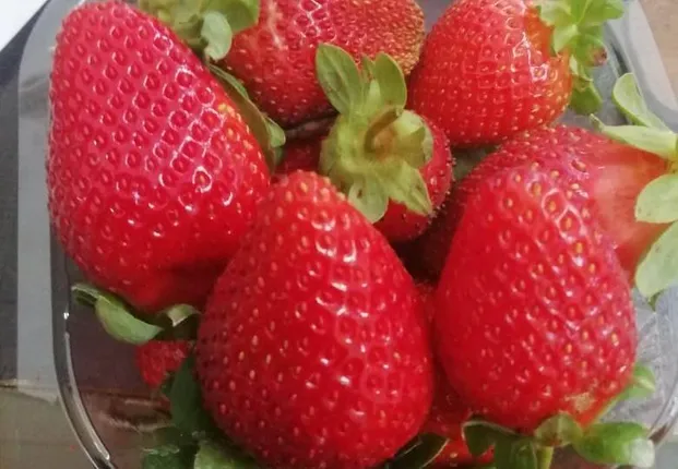 କନ୍ଧମାଳରେ ପ୍ରଥମ ଥର ଉତ୍ପାଦିତ ଷ୍ଟ୍ରବେରି ବିକି ମହିଳା ଚାଷୀଙ୍କ ୧୭ ଲକ୍ଷ ରୋଜଗାର