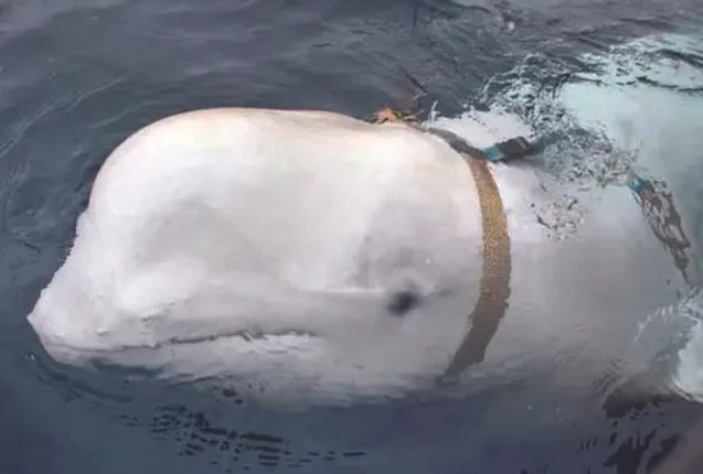 ସ୍ବିଡେନ ଉପକୂଳରେ ଦେଖାଦେଲା ରୁଷୀୟ ଗୁପ୍ତଚର ତିମି