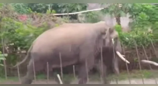 ଶଙ୍ଖଣା ଗାଁରେ ପଶିଲା ହାତୀ