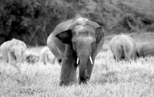 ଦର୍ପଣ: ହାତୀ ବସତି ସଂକୋଚନ, ତିିନିଶହ ବର୍ଷରେ ଭାରତ ଆୟତନର ବସତି ଧ୍ବଂସ