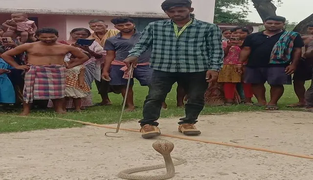 ନାଗସାପ ଓ ଅଣ୍ଡା ଉଦ୍ଧାର