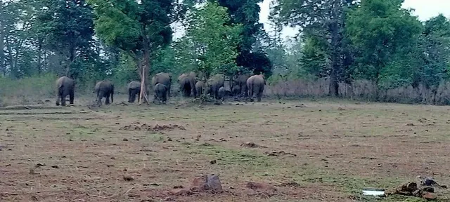 ହାତୀପଲ ଘଉଡ଼ାଇବା ପାଇଁ ମଶାଲ ଧରି ରାତି ତମାମ ପହରା ଦେଉଛି ବନବିଭାଗ