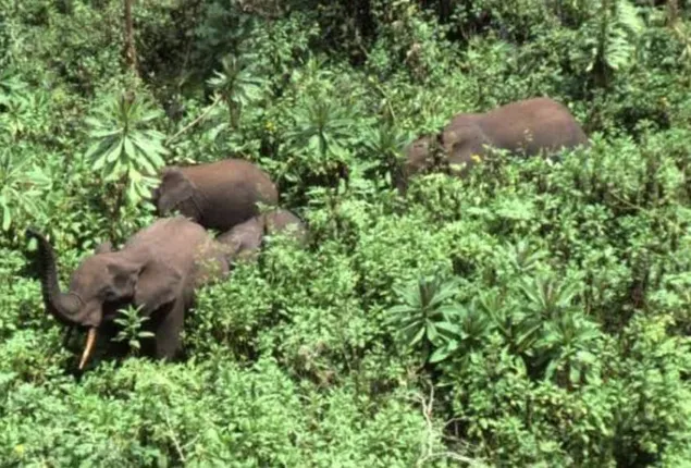 ଧରାକୋଟ ଓ ଷଡ଼ଙ୍ଗୀପଲ୍ଲୀରେ ହାତୀ ଆତଙ୍କ, ଘରୁ ନ ବାହାରିବାକୁ ବନବିଭାଗର ପରାମର୍ଶ