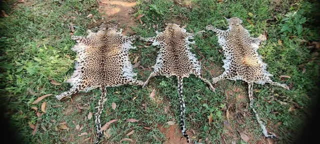 ୩ କଲରାପତରିଆ ବାଘ ଛାଲ ଜବତ କଲା ଏସ୍‌ଟିଏଫ୍‌, ସୁରାକ ପାଇପାରିଲାନି ସ୍ଥାନୀୟ ପୁଲିସ ଓ ବନ ବିଭାଗ