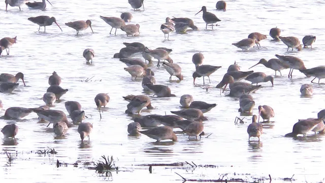 ଚିଲିକାରେ ଗ୍ରୀଷ୍ମକାଳୀନ ପକ୍ଷୀଗଣନା ଶେଷ: ବଢ଼ିଲା ସଂଖ୍ୟା, କମିଲା ପ୍ରଜାତି