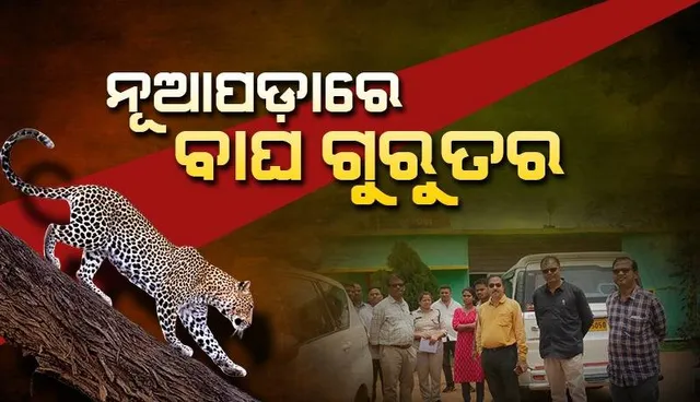 କଲରାପତରିଆ ବାଘ ଗୁରୁତର: ଚିକିତ୍ସା ପାଇଁ ପହଞ୍ଚିଲା ଓୟୁଏଟିର ଦୁଇଜଣିଆ ଡାକ୍ତରୀ ଦଳ