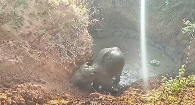 ଆମ୍ବ ଖାଇବାକୁ ଆସି କୂଅରେ ଖସିପଡ଼ିଲା ହାତୀ