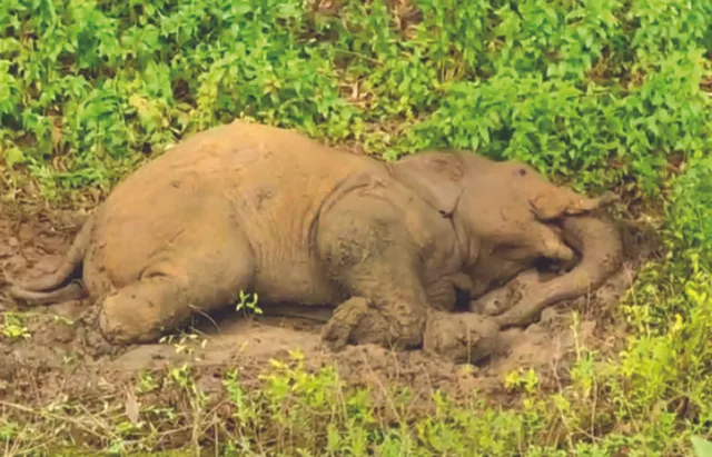 ହାତୀ ଗତିବିଧି ଉପରେ ନଜର ନାହିଁ: ହାତୀ ମରି କଙ୍କାଳ ହେବା ପର୍ଯ୍ୟନ୍ତ ଜାଣିପାରୁନି ବନ ବିଭାଗ