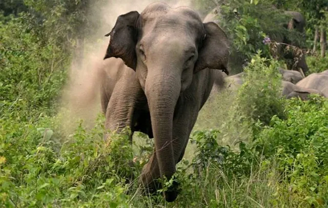 ବୃଦ୍ଧାକୁ ଶୁଣ୍ଢରେ ଟେକି ନେଇ ଦଳି ଦେଲା ହାତୀ