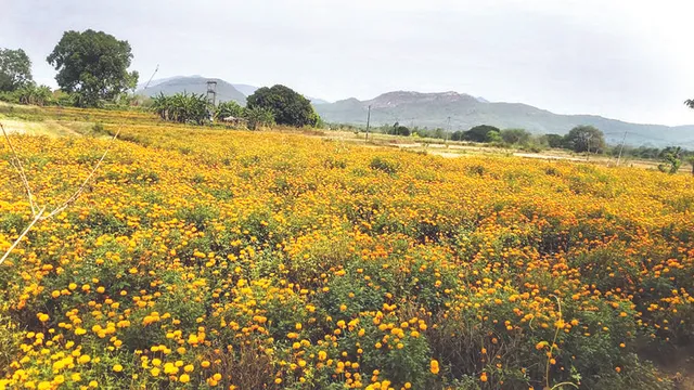 ରଣପୁର ଚାଷୀଙ୍କୁ ସମୃଦ୍ଧ କରୁଛି ଉଦ୍ୟାନ କୃଷି, ବଢ଼ୁଛି ଗେଣ୍ଡୁଫୁଲ ଚାହିଦା