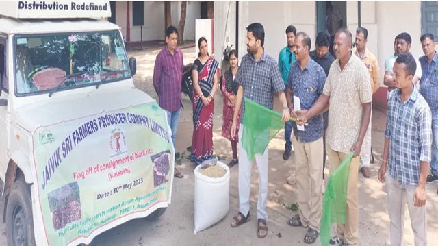 ରାଜ୍ୟ ବାହାରେ ଗବେଷଣା ହେବ ‘କଳାବତୀ’; ଆସାମ କୃଷି ବିଶ୍ବବିଦ୍ୟାଳୟ ଗଲା ଧାନ