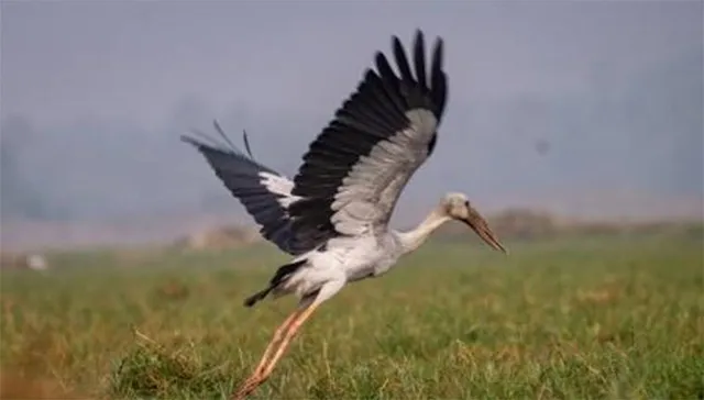 ହଜିଗଲେଣି ଗେଣ୍ଡାଳିଆ