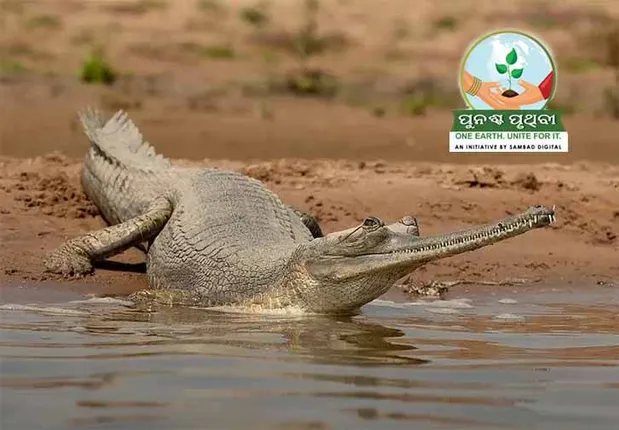 ଘଡ଼ିଆଳ ପ୍ରଜନନରେ ବିଭ୍ରାଟ: ସାତକୋଶିଆ: ସମୟ ଗଡ଼ିଲା, ଏଯାବତ୍‌ ଛୁଆ ବାହାରିଲେ ନାହିଁ