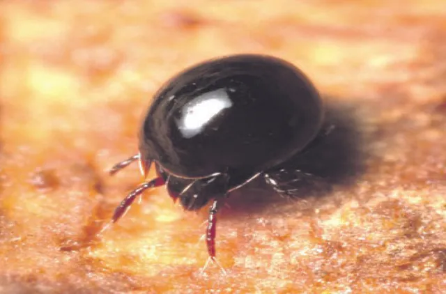 ବିଶ୍ବର ସବୁଠୁ ବଳବାନ ଜୀବ