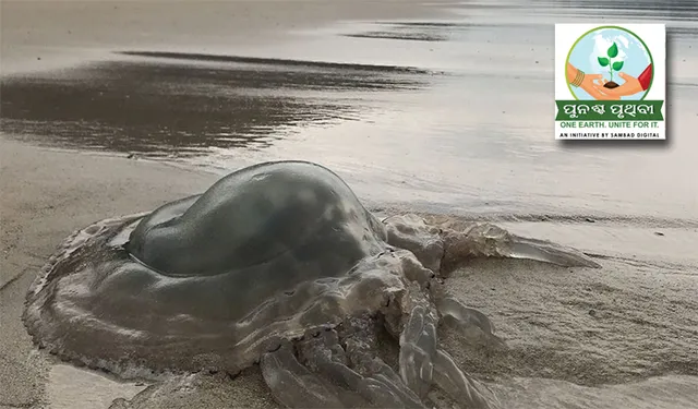 ସାମୁଦ୍ରିକ ଜୀବ ଏବେ ନଦୀରେ, ବାଉଁଶଗଡ଼ରେ ହଜାର ହଜାର ଜେଲିଫିସ୍‌