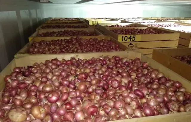 ପିଆଜ ଚାଷ: ଭିତ୍ତିଭୂମି ଅଛି, ପ୍ରୋତ୍ସାହନ ନାହିଁ