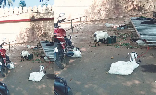 ଶ୍ରୀଗୁଣ୍ଡିଚା ମନ୍ଦିର ପାଚେରି ପାଲଟିଛି ମୁକ୍ତାକାଶ ଶୌଚାଳୟ