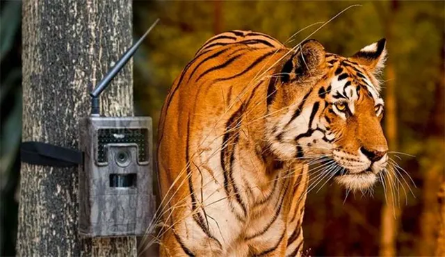 ବନ୍ୟଜନ୍ତୁଙ୍କ ସହ ଫଟୋ ଉଠାଇଲେ ଜେଲ୍‌: ଧରାପଡ଼ିଲେ ୭ ବର୍ଷ ପର୍ଯ୍ୟନ୍ତ ଜେଲ୍‌ ହୋଇପାରେ