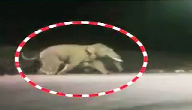 ସାଲିଆସାହିରେ ପଶିଲା ଦନ୍ତା, ହାତୀଆସୁଣିରେ ଘଣ୍ଟାଏ ଘାଣ୍ଟିଲା