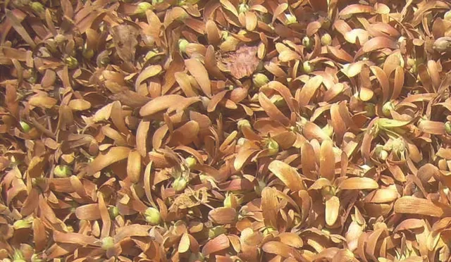 ଦଲାଲ୍‌ଙ୍କ କବଜାରେ କନ୍ଧମାଳ ଆଦିବାସୀଙ୍କ ଜୀବିକା