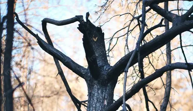 ବଜ୍ରପାତରେ ଜଳିଗଲା ତେନ୍ତୁୁଳିଗଛ