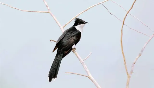 ହୀରାକୁଦରେ ଦେଖାଦେଲା ଚାତକ ପକ୍ଷୀ, ଖୁବ୍ ଶୀଘ୍ର ଆରମ୍ଭ ହେବ ବର୍ଷା